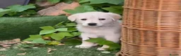 Golden Retriever perros en venta: Disponible Machos de Golden Retriever  - Anuncio 4