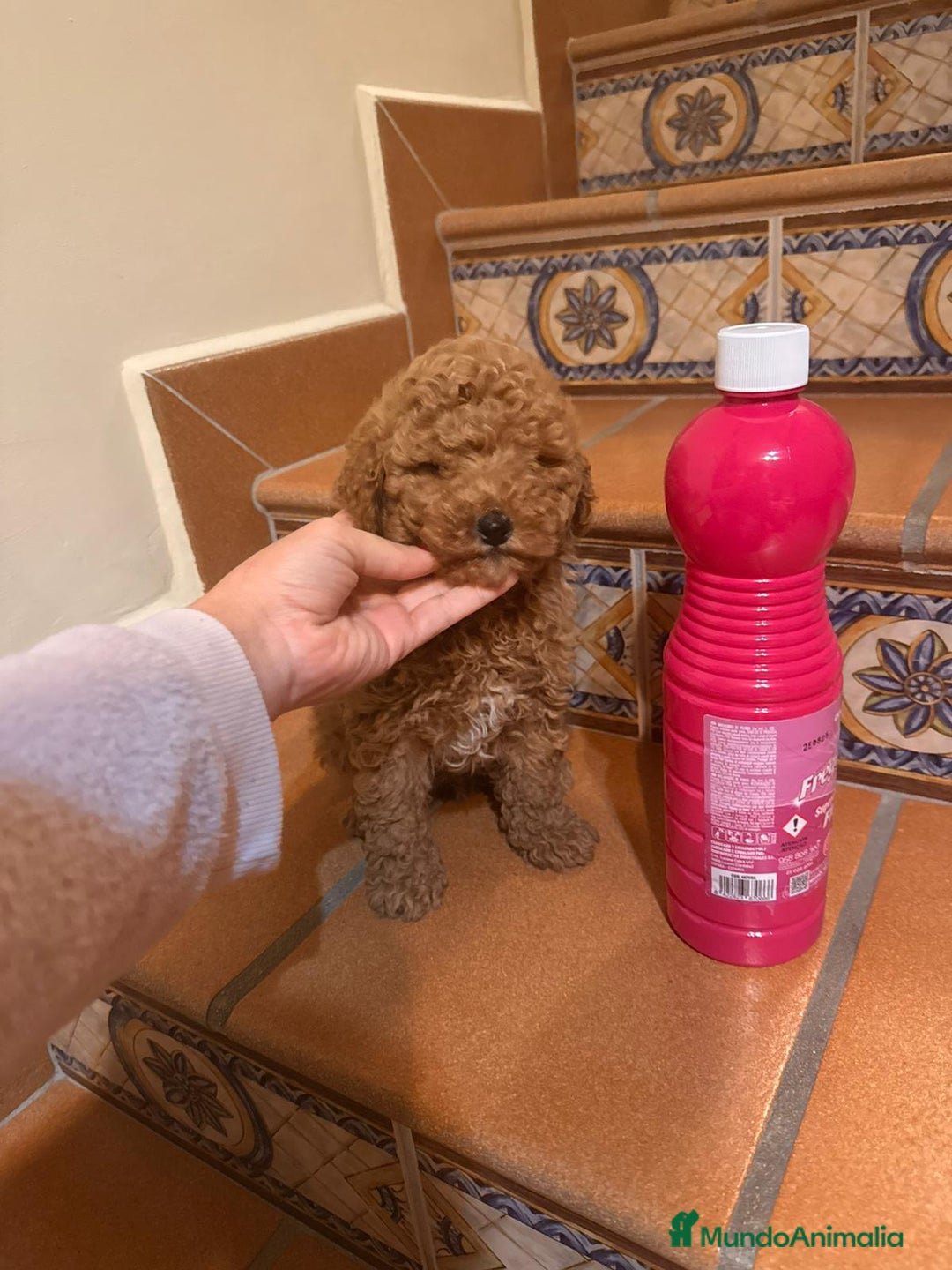 Caniche Toy perros en venta: Caniche toy  - Anuncio 1