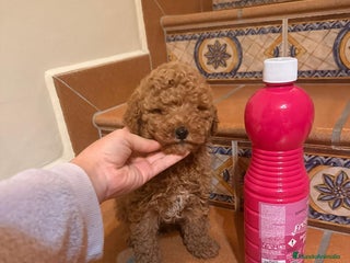 Caniche Toy perros Caniche toy - Anuncio 2