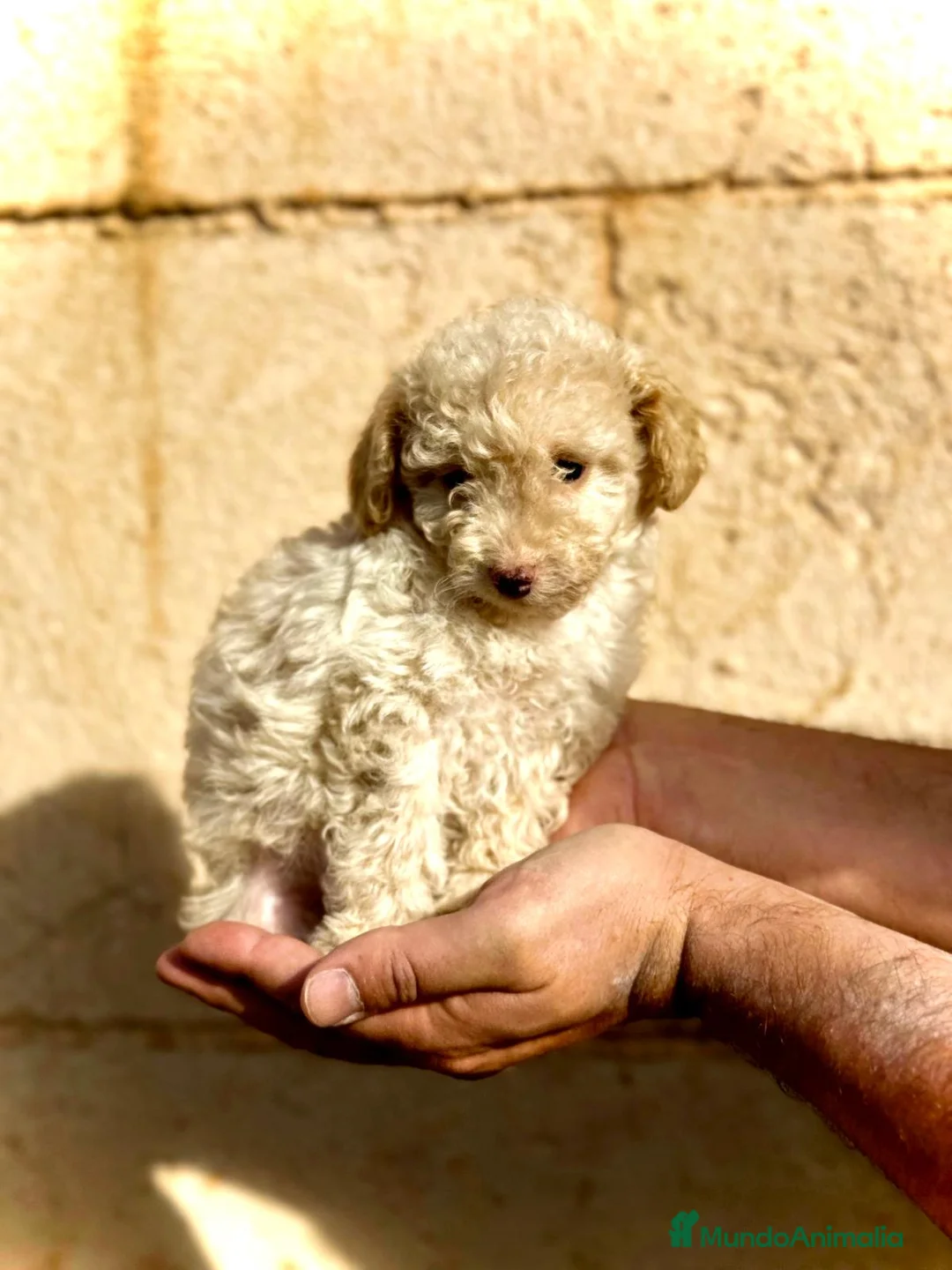 Caniche Toy perros en venta: Caniche Toy en Illes Balears - Anuncio 2