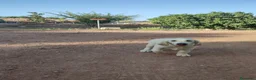 Golden Retriever perros en venta: GOLDEN RETRIEVER  - Anuncio 11