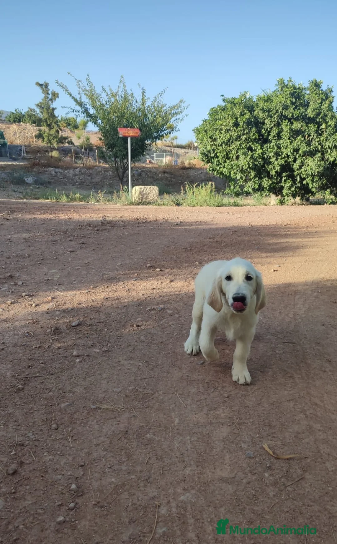 Golden Retriever perros en venta: GOLDEN RETRIEVER  - Anuncio 11