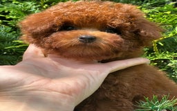 Caniche Toy perros en venta: Hembrita asiática tea cup  - Imagen 2