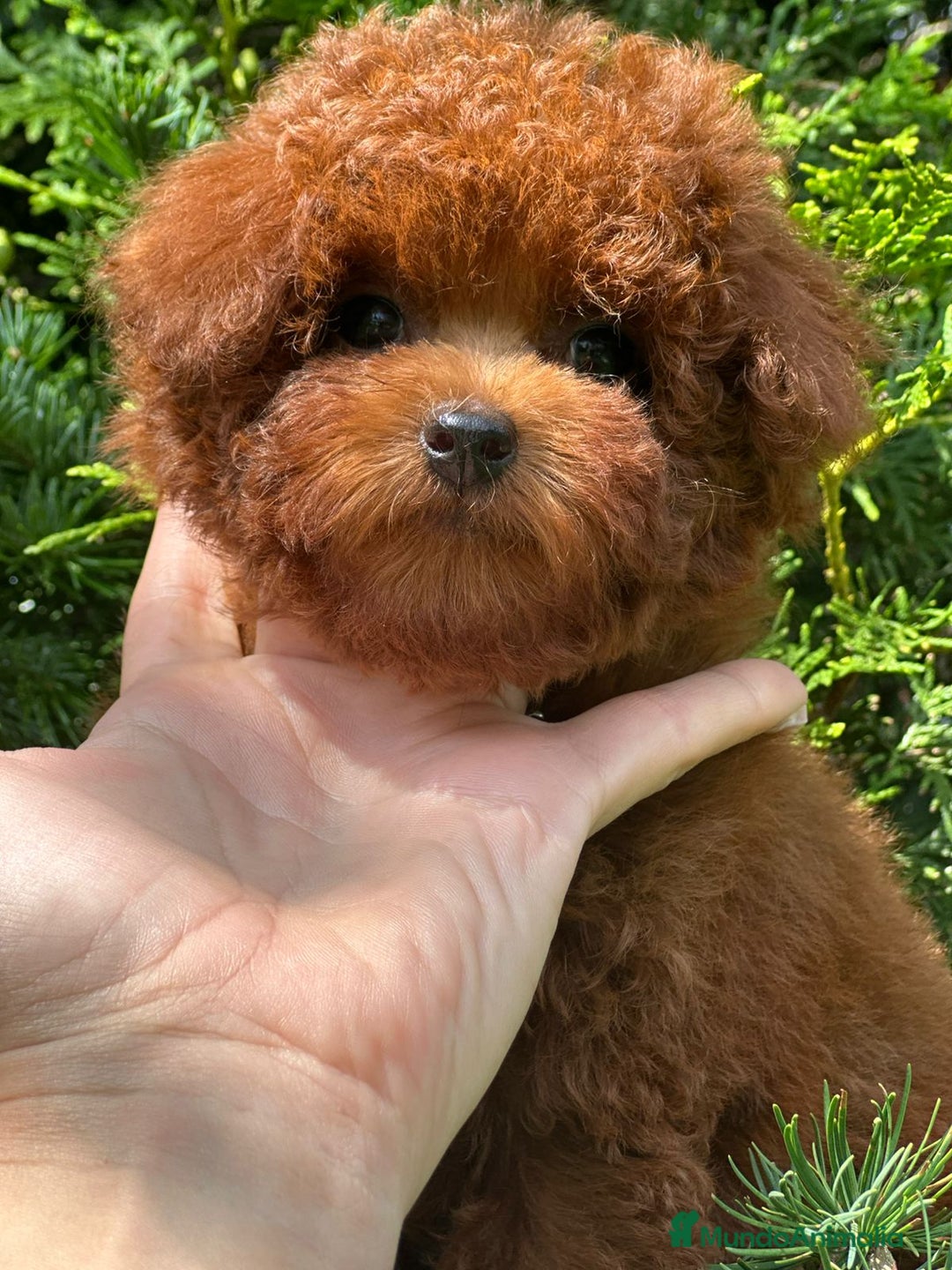 Caniche Toy perros en venta: Hembrita asiática tea cup  - Imagen 2
