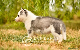 Husky Siberiano perros en venta: Husky siberiano disponibles - Imagen 1