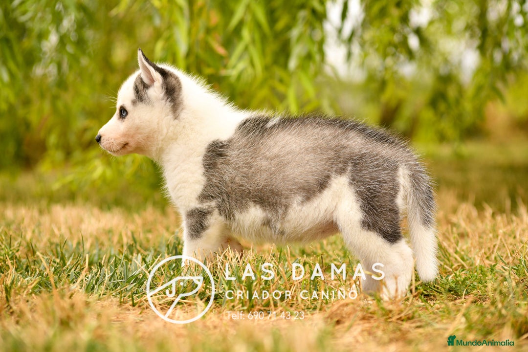 Husky Siberiano perros en venta: Husky siberiano disponibles - Imagen 1