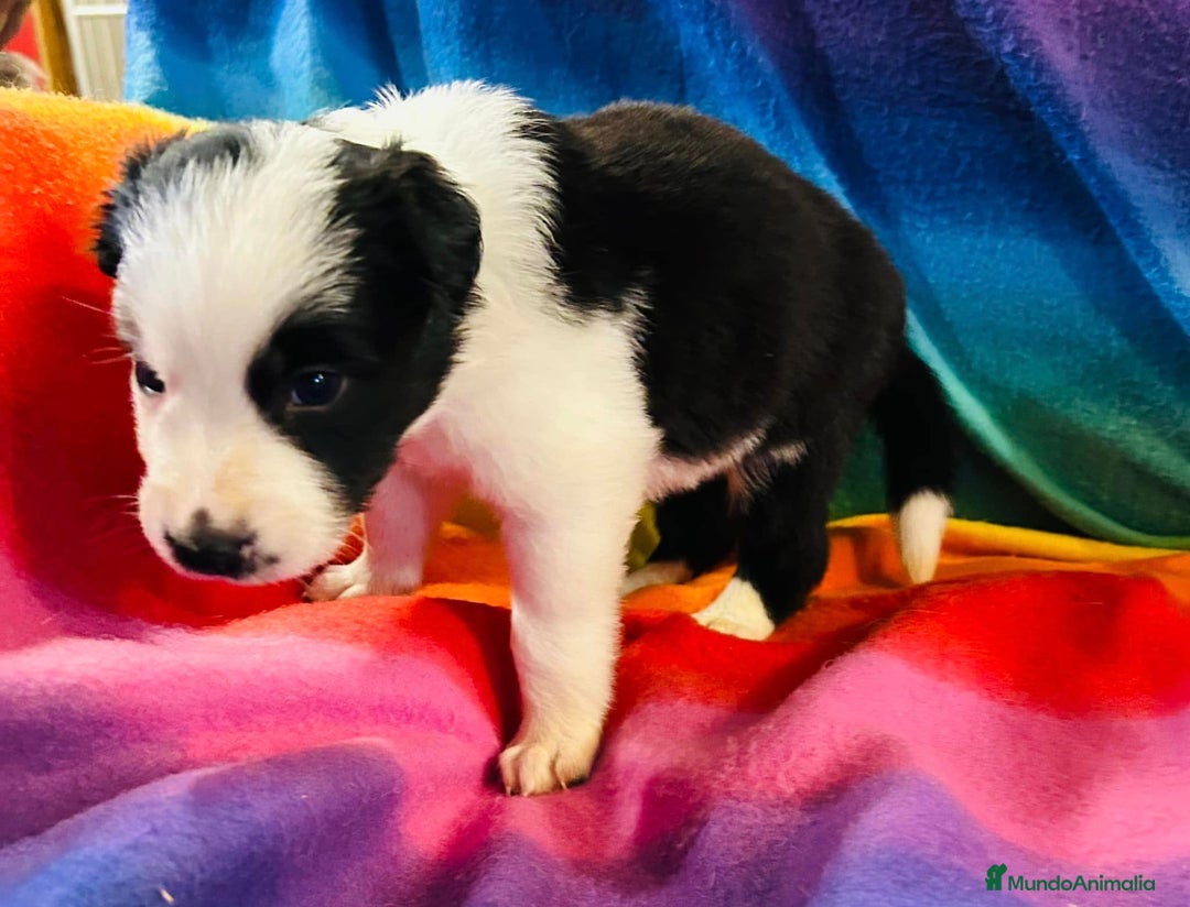 Border Collie perros en venta: Border collie bebes  - Anuncio 2