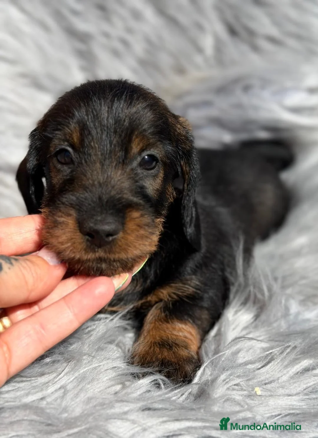 Teckel Miniatura perros en venta: Teckel pelo duro disponibles💙🐾 - Anuncio 2