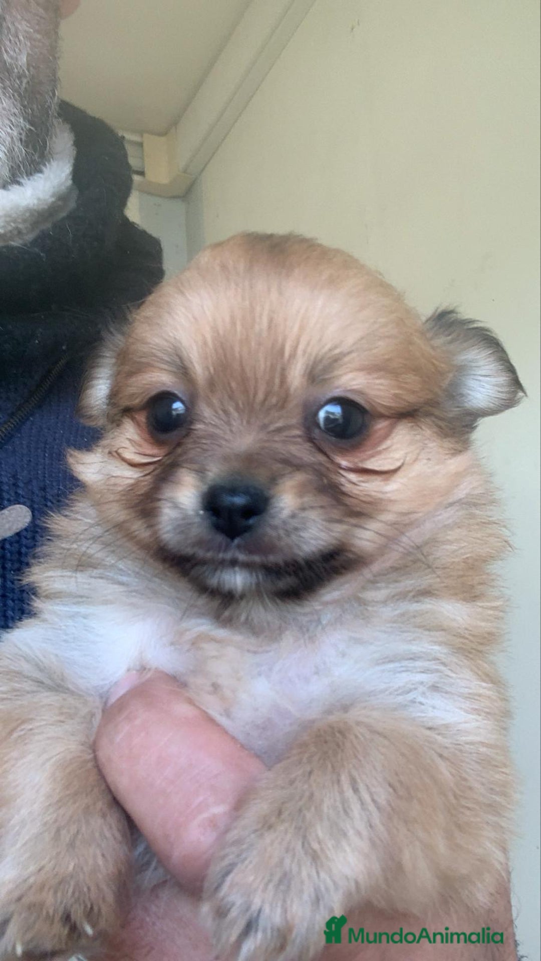 Pomchi perros en venta: Pomchi hembrita preciosa - Anuncio 1