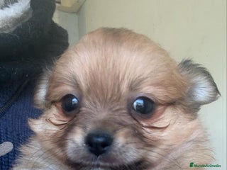Pomchi perros Pomchi hembrita preciosa - Anuncio 1