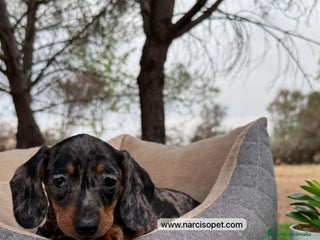Teckel perros en Ciudad Real - Anuncio 36