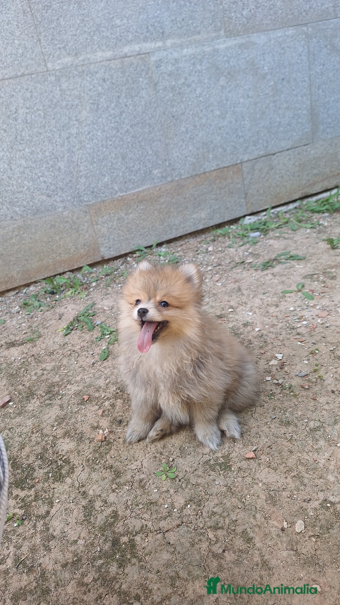 Pomerania perros Pomerania  - Anuncio 9