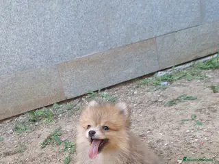 Pomerania perros Pomerania - Anuncio 9