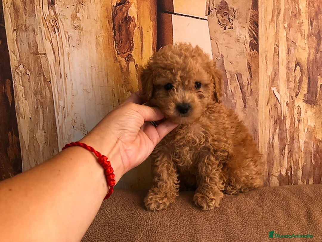 Caniche Toy perros en venta: Caniche toy  - Anuncio 3