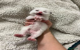 Ragdoll gatos en venta: Ragdolls - Imagen 1