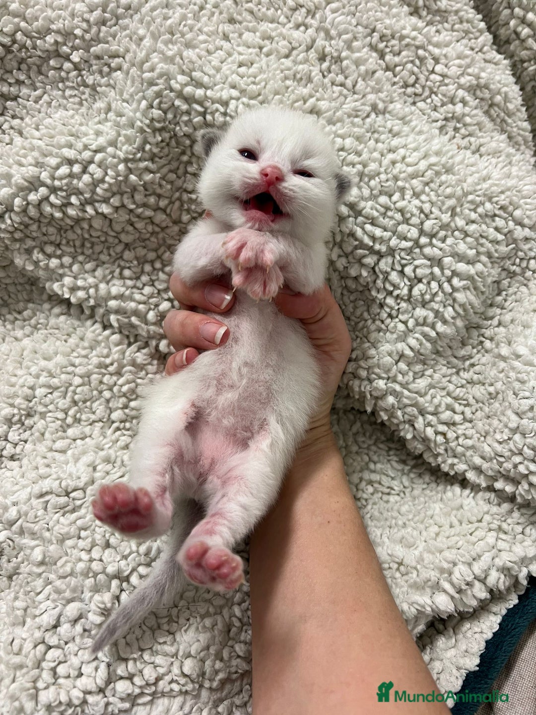 Ragdoll gatos en venta: Ragdolls - Imagen 1