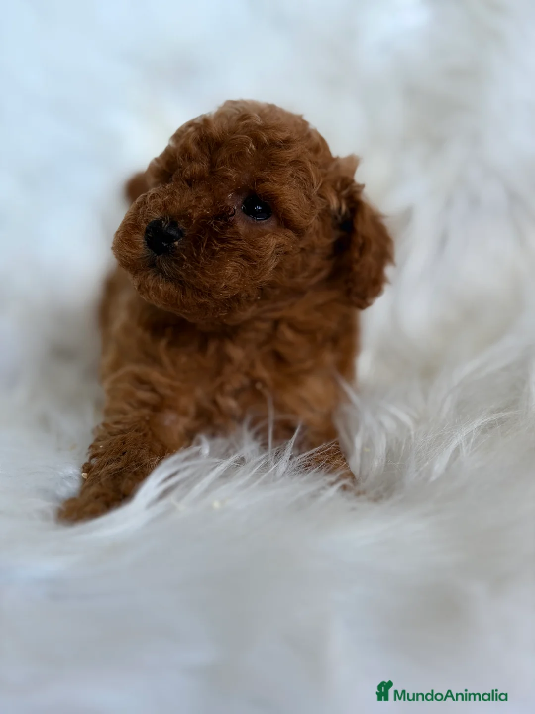 Caniche Toy perros en venta: Caniche Toy macho  - Anuncio 4