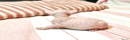 Sphynx gatos en venta: Magnificos Sphyx blancas - Anuncio 3