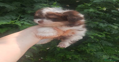 Bichón Maltés perros - Anuncio 15