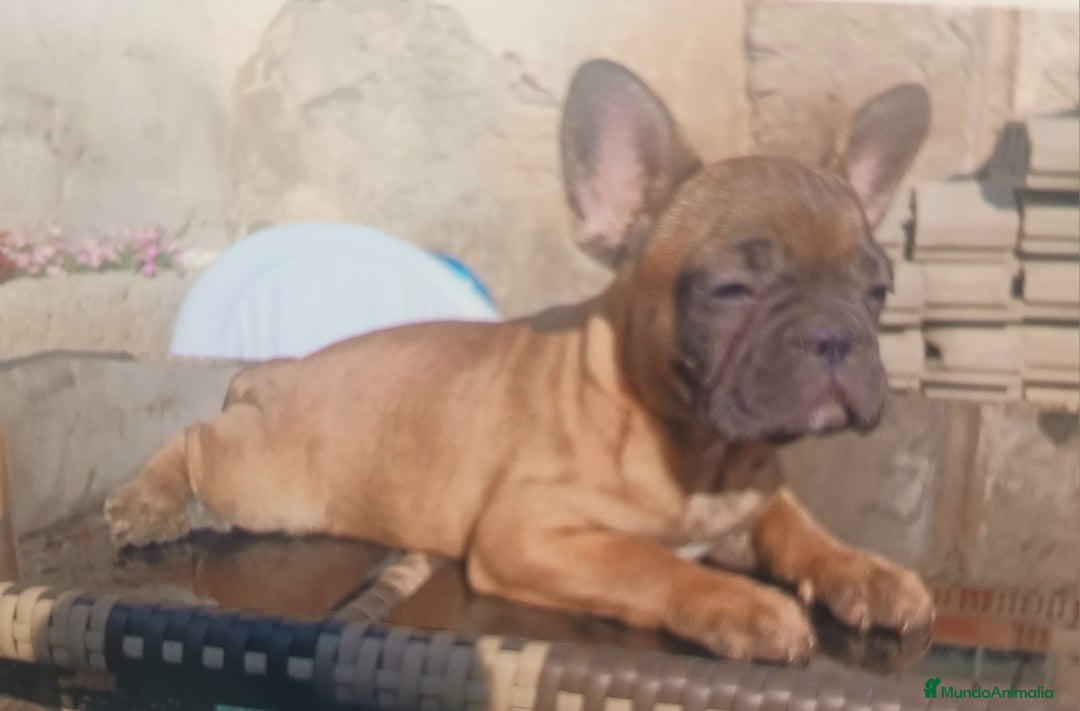 Bulldog Francés perros en venta: Bulldog Frances Hembra - Imagen 2