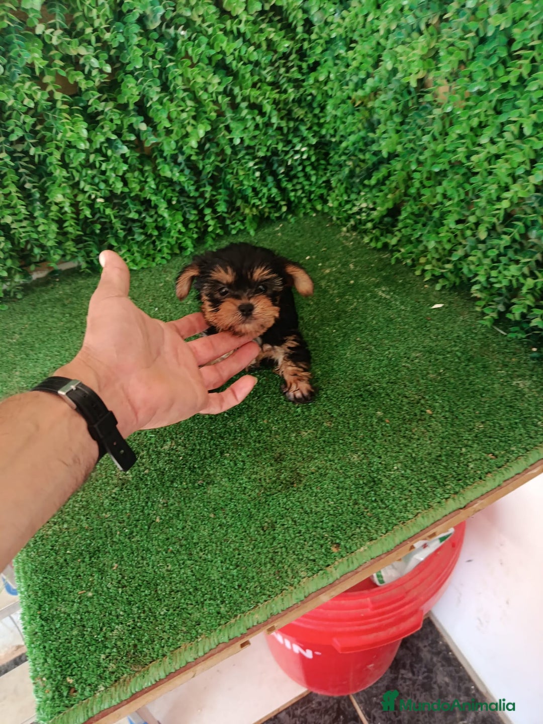 Yorkshire Terrier perros en venta: 🐾✨ Mini Yorkshire Toy Macho – ¡De Bolsillo! ✨🐾 - Imagen 11