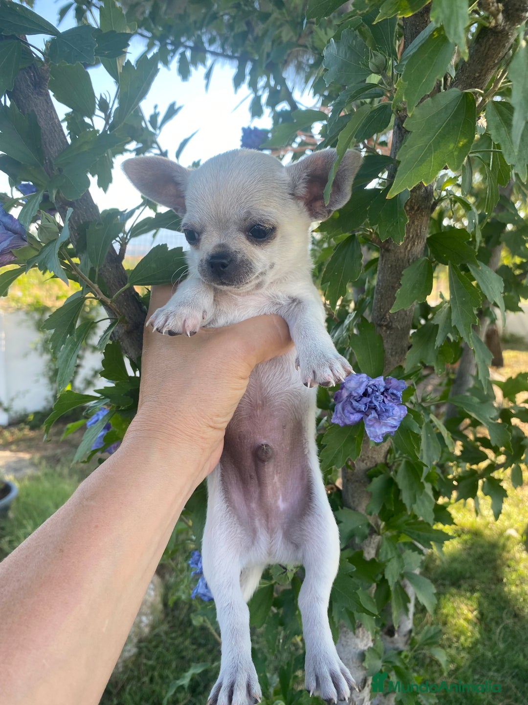 Chihuahua perros en venta: ÚLTIMOS 3 MACHOS - Imagen 10