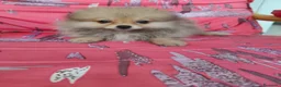 Pomerania perros en venta: Pomerania Toy - Anuncio 4