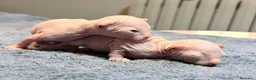 Sphynx gatos en venta: Camada de sphynx multicolor  - Anuncio 8