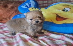 Pomerania perros en venta: Pomerania 50% linea Rusa - Imagen 2