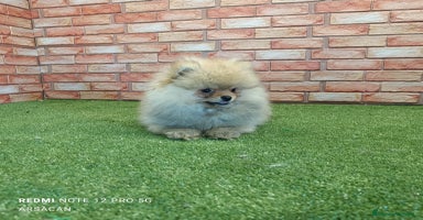 Pomerania perros - Propaganda 7