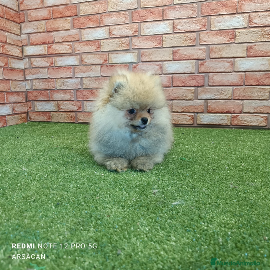 Pomerania perros en venta: Pomerania - Imagen 2