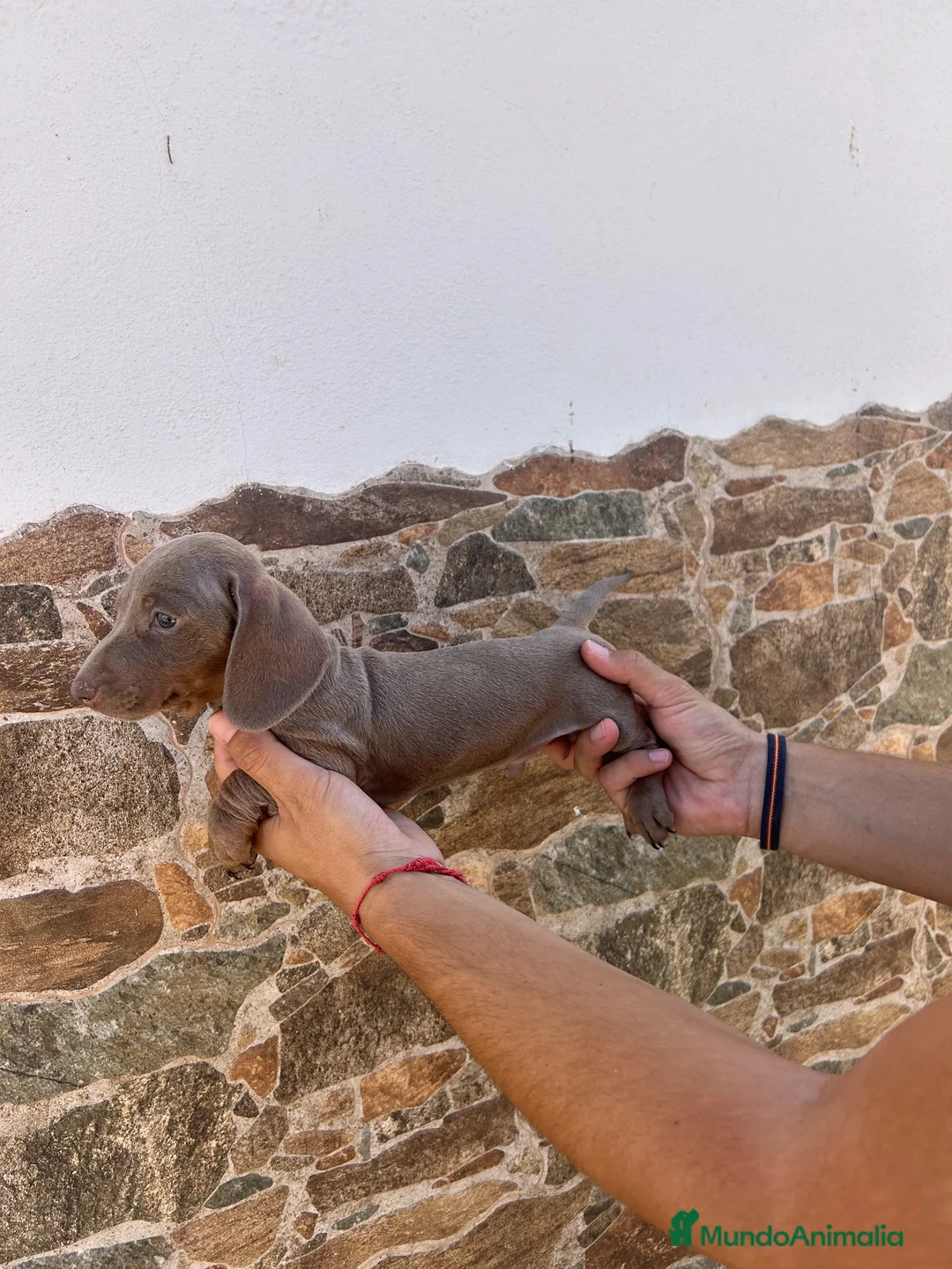 Teckel Miniatura perros en venta: teckel isabela  - Anuncio 5