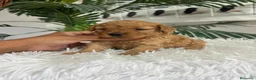 Caniche Toy perros en venta: CANICHE HEMBRA  - Anuncio 12