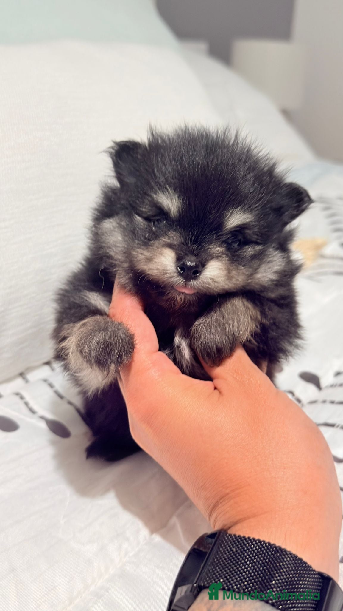 Pomerania perros Pomerania Toy  - Anuncio 1