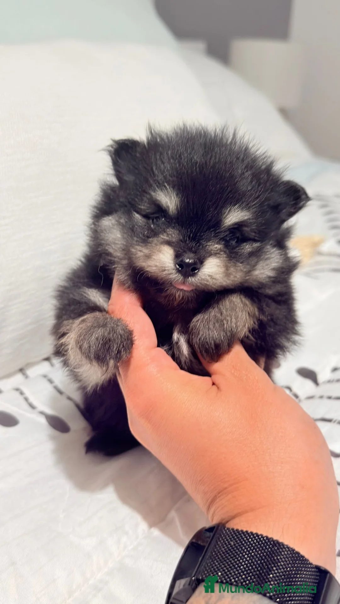 Pomerania perros en venta: Pomerania Toy  - Anuncio 1