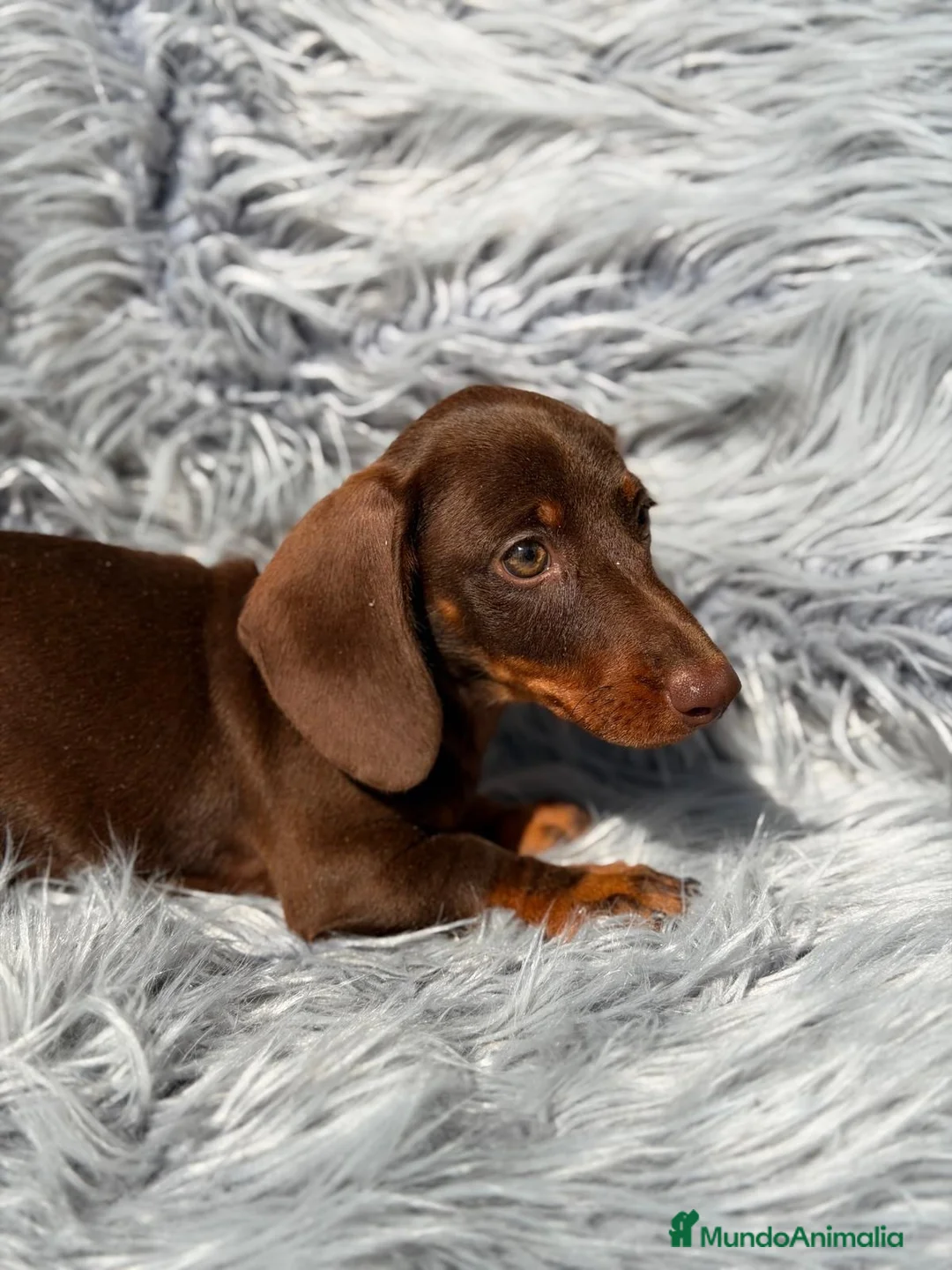 Teckel Miniatura perros en venta: Teckel chocolate - Anuncio 2