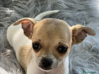 Chihuahua perros Chihuahua bicolor en Barcelona - Anuncio 22