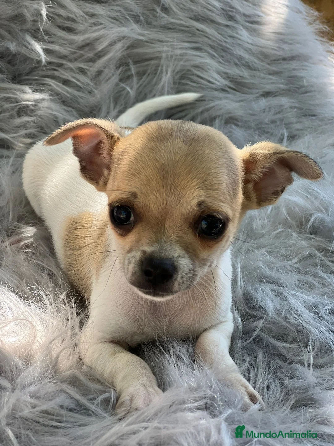 Chihuahua perros en venta: Chihuahua bicolor en Barcelona - Anuncio 1
