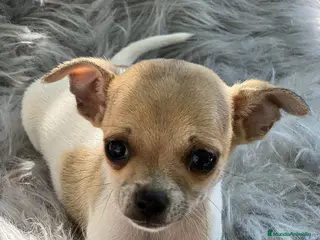 Chihuahua perros Chihuahua bicolor en Barcelona - Anuncio 24