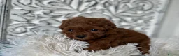 Caniche Toy perros en venta: Caniche toy  - Anuncio 5