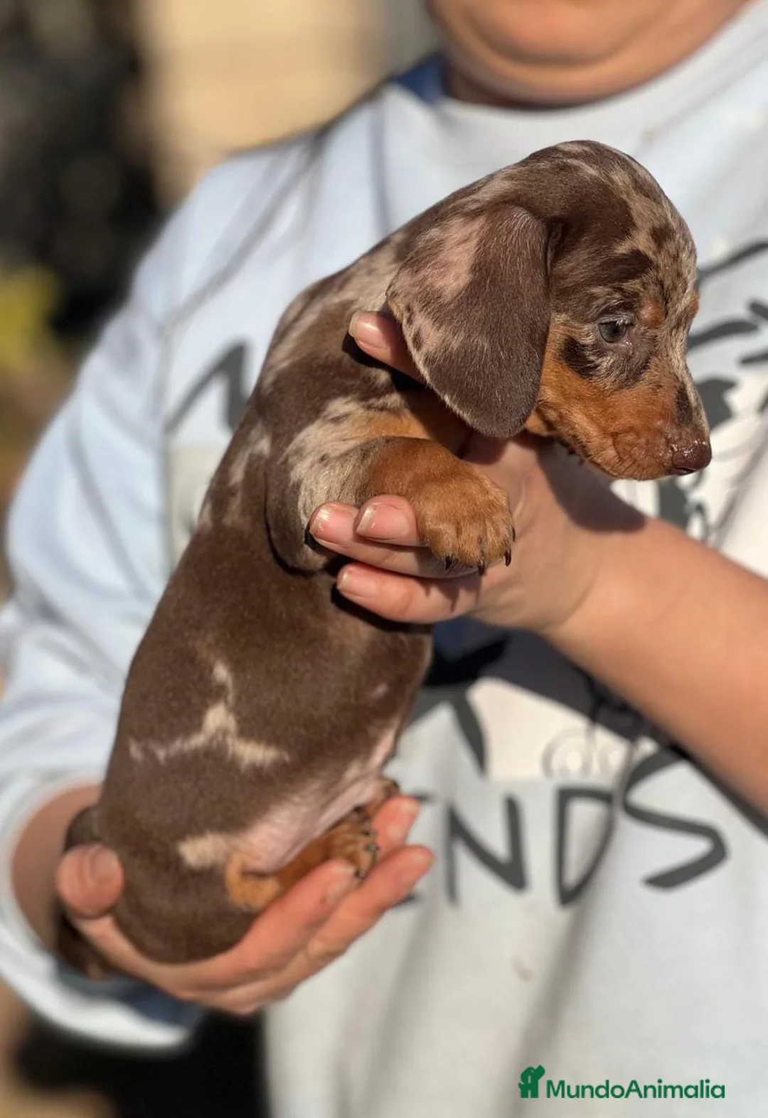 Teckel Miniatura perros en venta: TECKEL CHOCO MERLE EXÓTICO MERLE en Barcelona - Anuncio 2