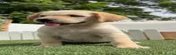 Labrador Retriever perros en venta: LABRADOR  - Anuncio 4