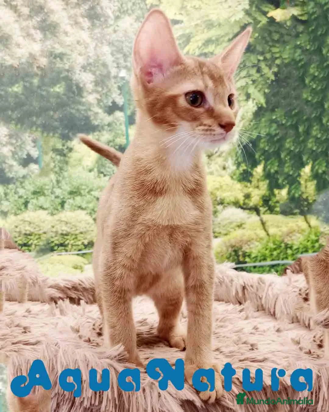 Abisinio gatos en venta: Abisinio Macho de Santa 4174 - AQUANATURA en Barcelona - Anuncio 3