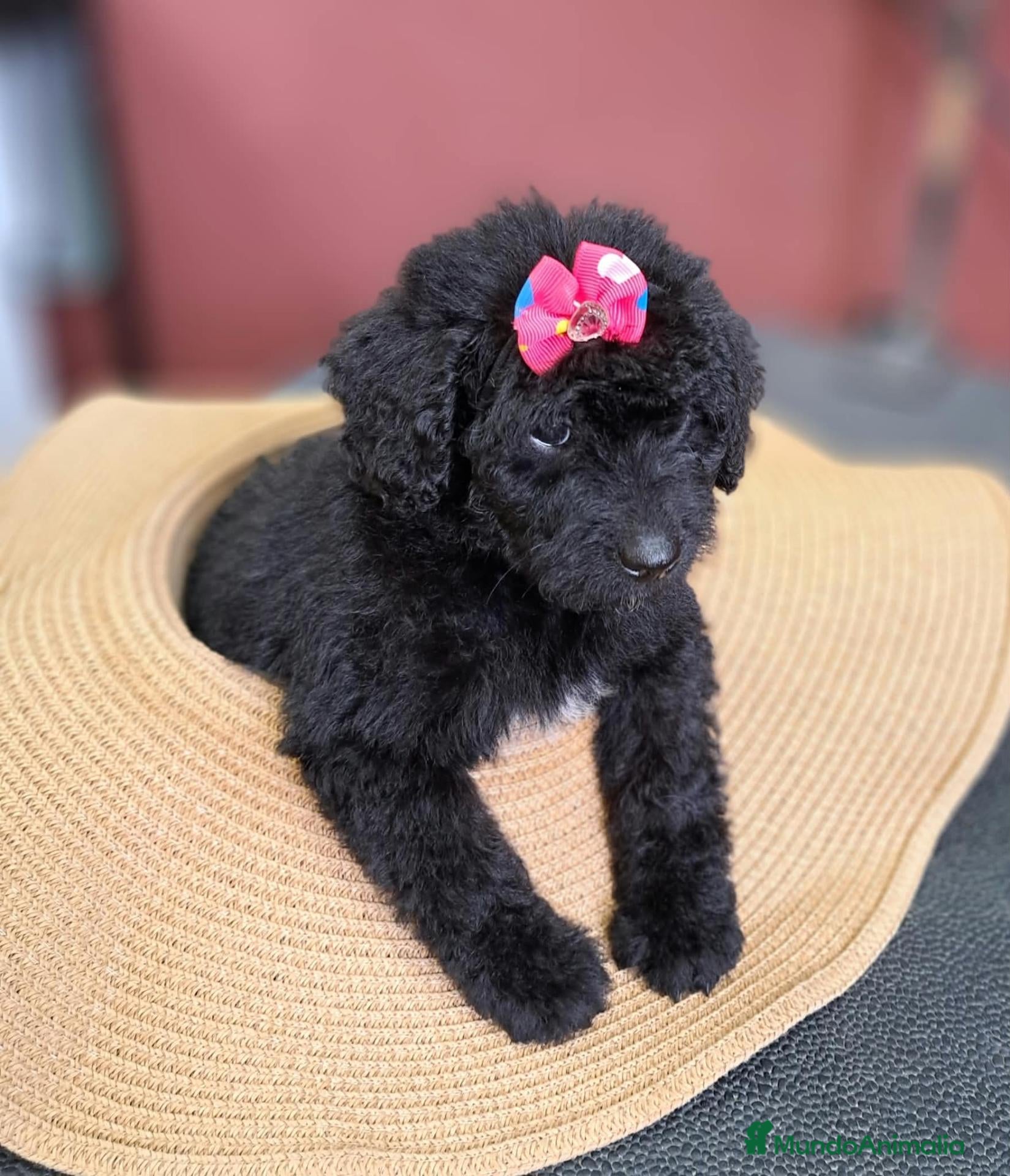 Labradoodle perros Labradoodle F3 B - Anuncio 2
