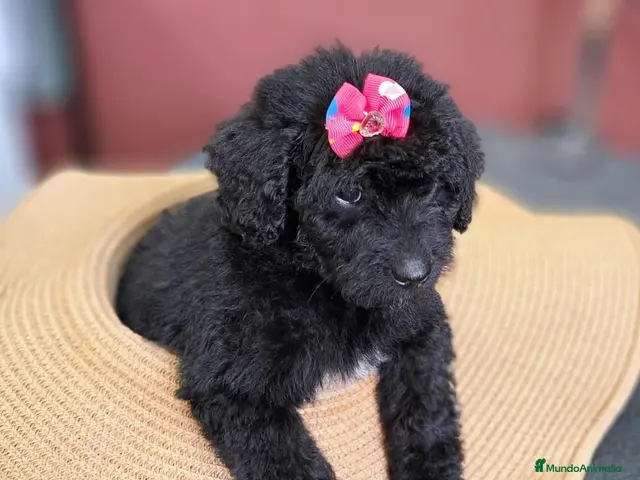 Labradoodle perros Labradoodle F3 B - Anuncio 2