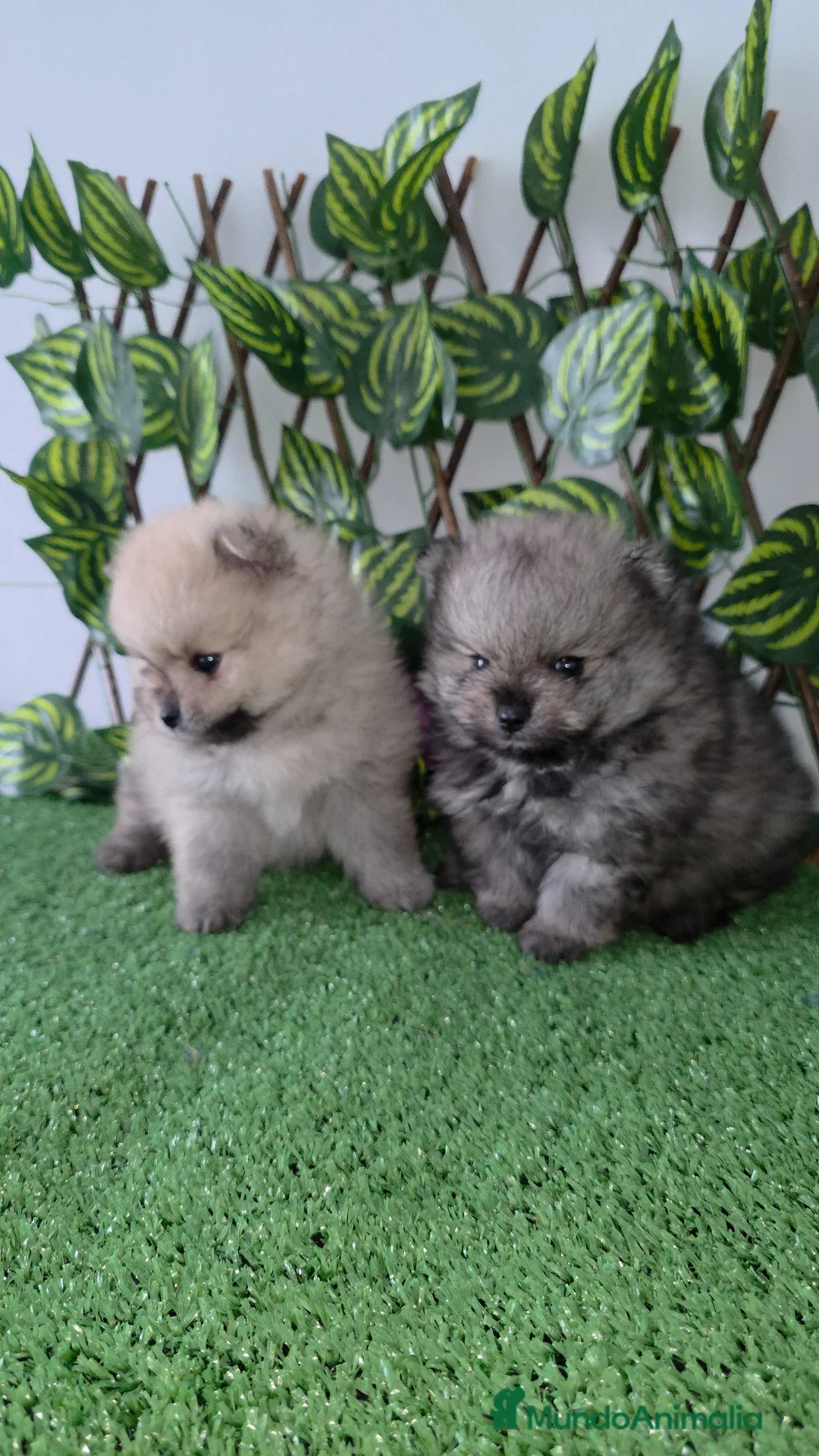 Pomerania perros en venta: Lulus pomerania  - Anuncio 2