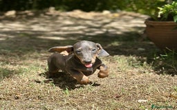 Teckel Miniatura perros en venta: TECKEL MINIATURA DISPONIBLES - Imagen 7