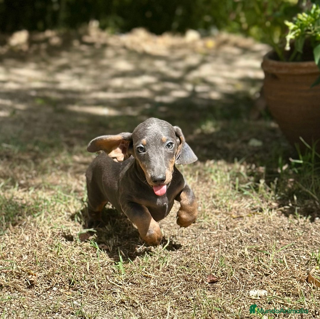 Teckel Miniatura perros en venta: TECKEL MINIATURA DISPONIBLES - Imagen 7