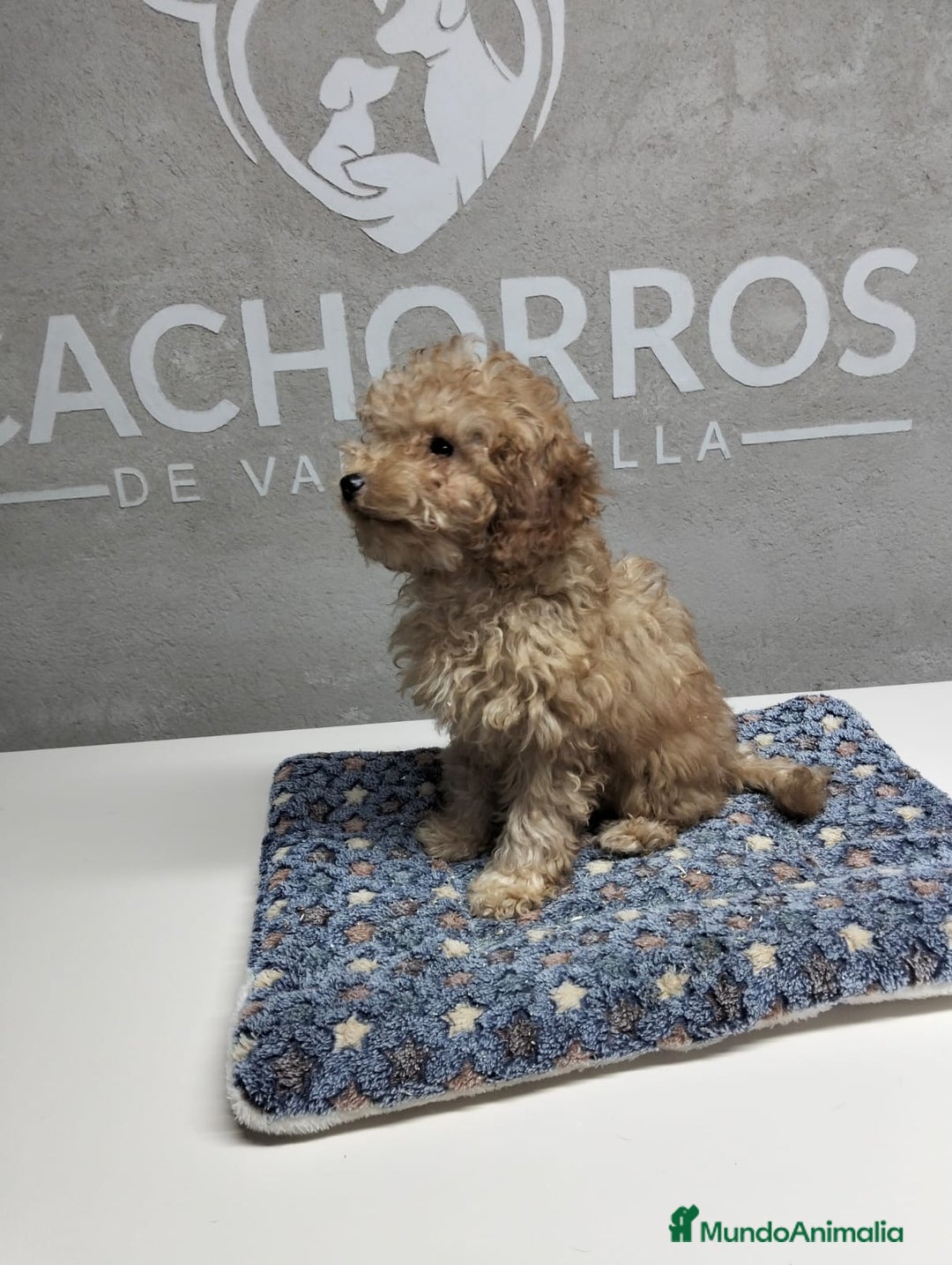 Caniche Toy perros en venta: Dos últimas caniches  - Anuncio 1