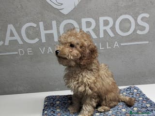 Caniche Toy perros Dos últimas caniches - Anuncio 2